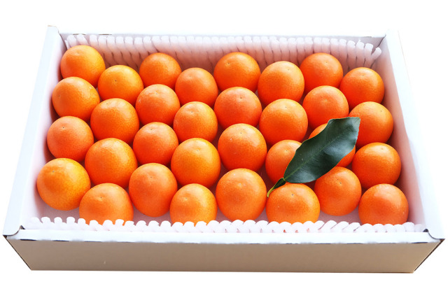 高知産きんかん【大粒】約800g(約30~38玉入り) 甘い金柑(きんかん)