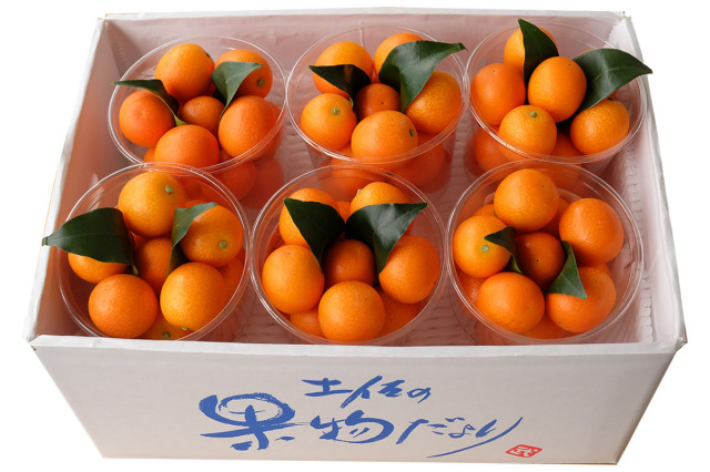 高知産きんかん【中粒】約1.5kg(約250g×6パック入り) 高知産きんかん