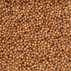 ���ꥢ������ʥ�����ɥ��� 500g