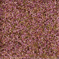 �ҡ����ʥ��ꥫ�� 500g