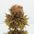 �����Ǽ�ʥ��������ȥ���� 250g