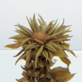 ��轲��� �ȹ��߲������ʥ��㥹�ߥ���� ���������ᥤ������ȥ��� 250g