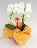 �ߥǥ���ĳ���إ��ޥӥꥹ�٣���Ω��