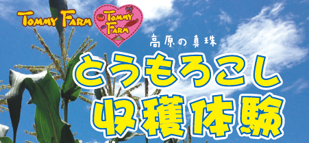 高原の真珠 とうもろこし狩り