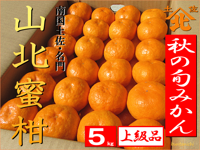 ■次期は、2018年10月11月頃より・文旦一厳選品・濃厚・秋の山北みかん【5キロ・Mサイズ・上級品】※次期2018年分、入荷連絡メールを登録できます。 秋の山北みかんM