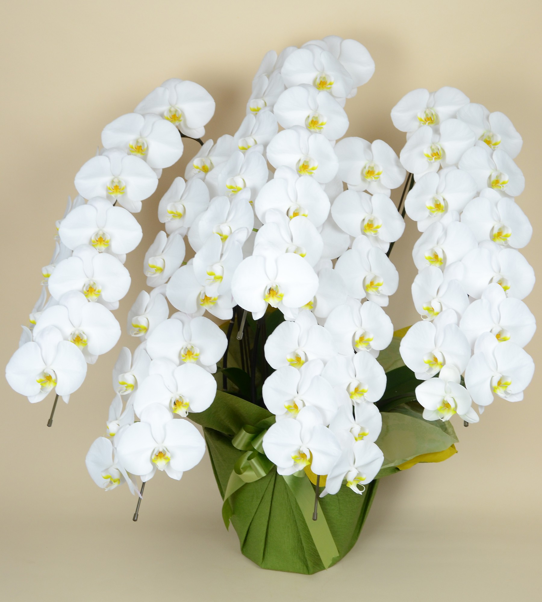 大輪5本立ち65輪以上（白）