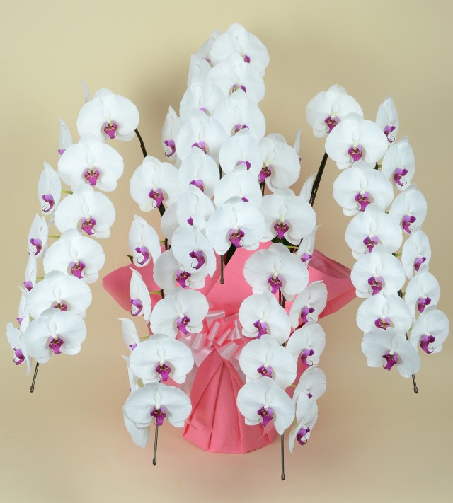 大輪5本立ち65輪以上（白赤リップ）