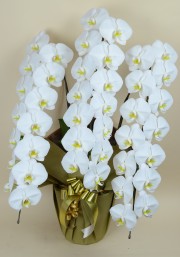 大輪3本立ち42輪以上（白）