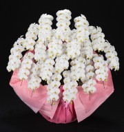 大輪20本立ち（白）