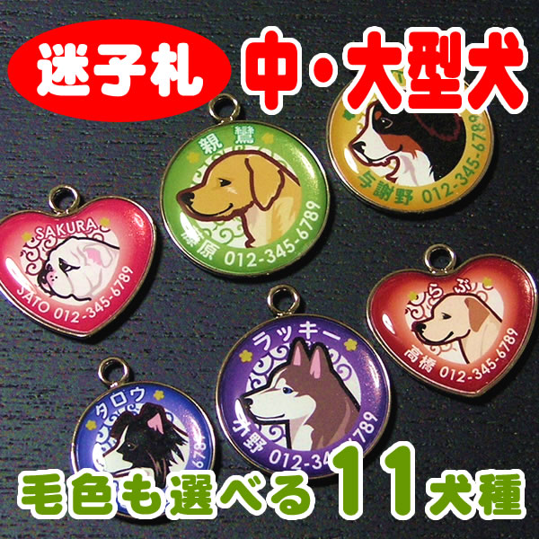 中・大型犬