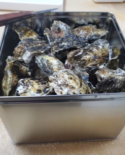 北海道　サロマ湖産　昔のくそがきが、くそ美味い牡蠣を育て選んだ！！くそがき(加熱用）　3.5キロ