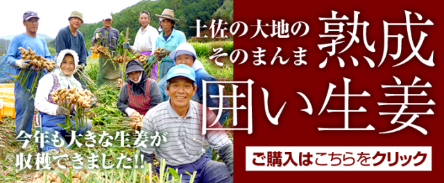 【スライド】熟成囲い生姜