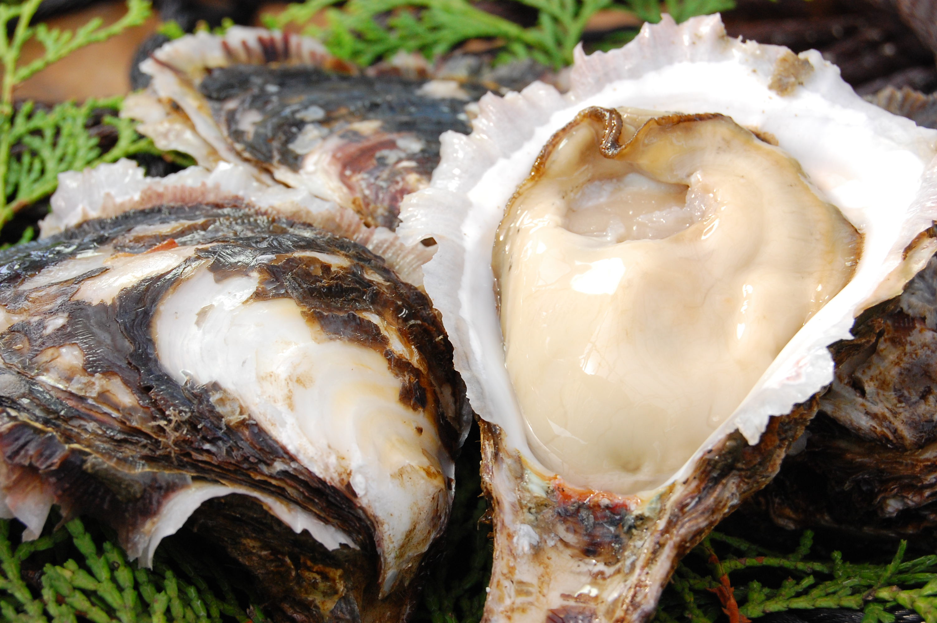 今が旬！ 岩牡蠣 10個 (100g～130g/1個) 送料別 赤穂市坂越湾の牡蠣 矢竹水産
