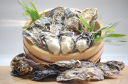 赤穂坂越湾産　　殻付きカキ5kg　　　　送料別
