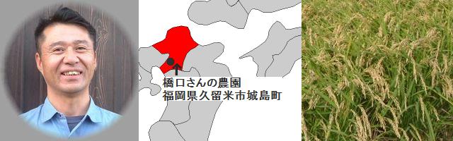 福岡県久留米市城島町で無農薬米を生産している橋口さ<br><br>ん