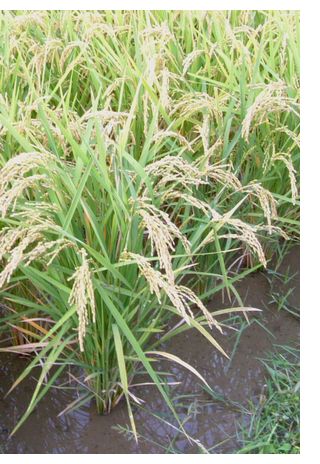 国産 無農薬玄米 ヒノヒカリ