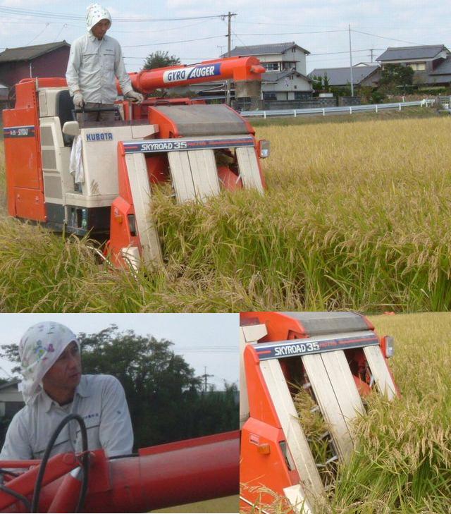 国産 無農薬栽培玄米「ヒノヒカリ」!生産者の橋口さん09年 稲刈りの様子