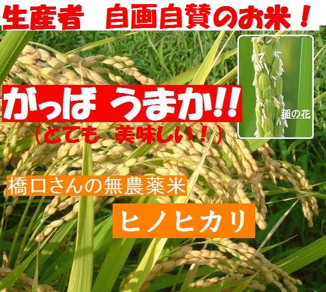 生産者の橋口さんが自画自賛の米 ヒノヒカリ 国産 無農薬栽培!