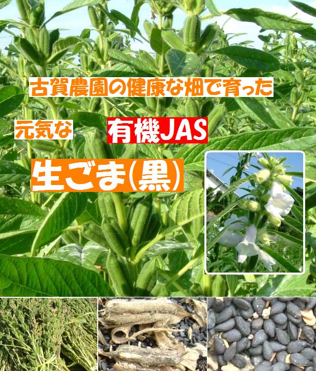 古賀農園 安心畑の元気な国産無農薬栽培有機JAS生黒胡麻
