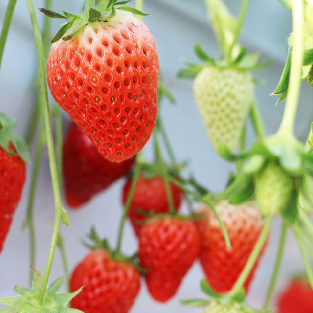 川越いちご園すじの
