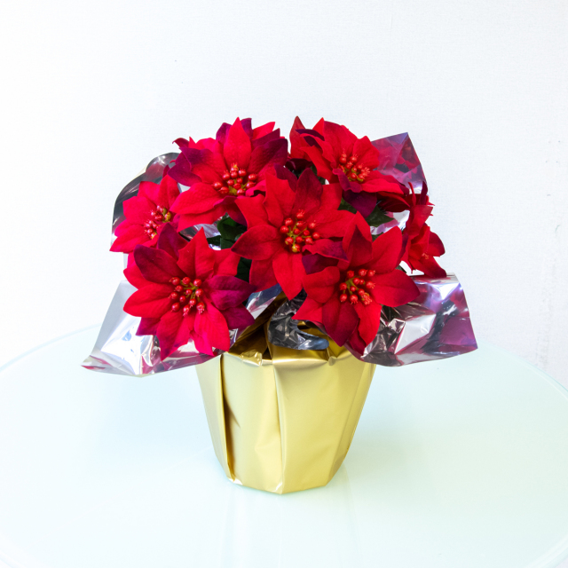 造花ポインセチアポット ポインセチアアレンジメント クリスマス