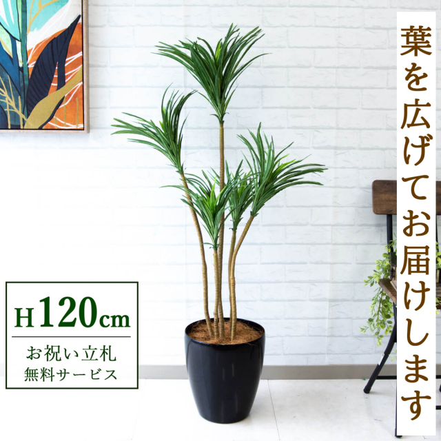 【すぐ飾れる】 フェイクグリーン ユッカ 120cm 鉢付き / 法人・開店祝い 店舗・オフィス装飾 空間演出 立札無料・造花/PG013-A265BK