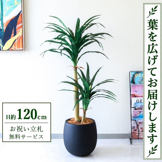 【すぐ飾れる】 フェイクグリーン ドラセナコンシナ H約120cm 鉢付き / 法人・開店祝い 店舗・オフィス装飾 空間演出 立札無料・造花/PG014-BAL30BK