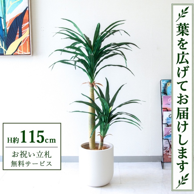 【すぐ飾れる】 フェイクグリーン ドラセナコンシナ H約115cm 鉢付き / 法人・開店祝い 店舗・オフィス装飾 空間演出 立札無料・造花/PG014-CHC25IV