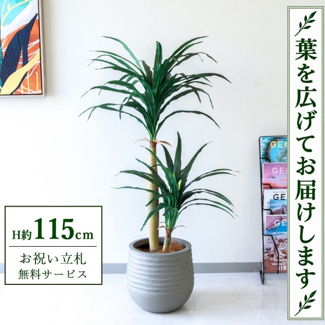 【すぐ飾れる】 フェイクグリーン ドラセナコンシナ H約115cm 鉢付き / 法人・開店祝い 店舗・オフィス装飾 空間演出 立札無料・造花/PG014-J30