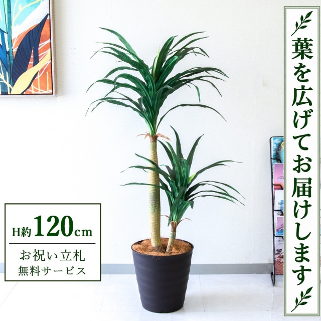 【すぐ飾れる】 フェイクグリーン ドラセナコンシナ H約120cm 鉢付き / 法人・開店祝い 店舗・オフィス装飾 空間演出 立札無料・造花/PG014-M27DB