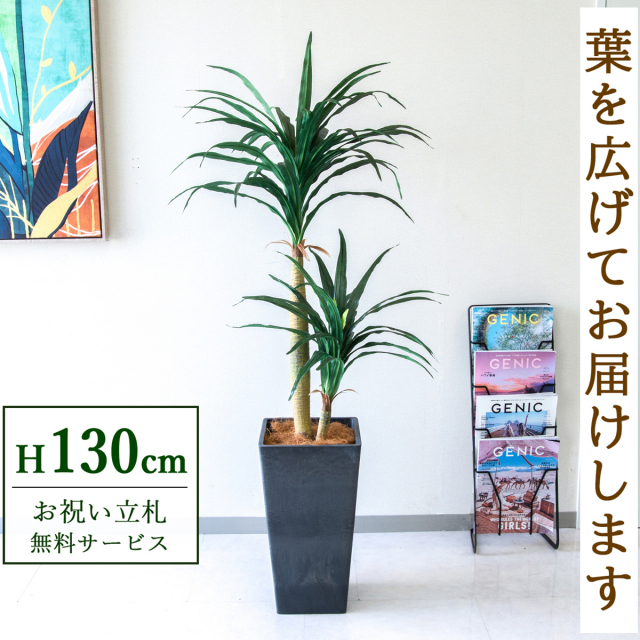 【すぐ飾れる】 フェイクグリーン ドラセナコンシナ 130cm  鉢付き / 法人・開店祝い 店舗・オフィス装飾 空間演出 立札無料・造花/PG014-Q25BK