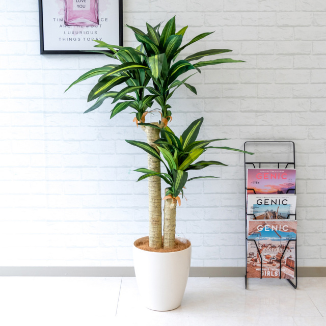 人工 観葉植物 フェイク グリーン マッサン(幸福の木) H約125cm 店舗