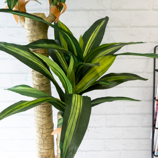 人工 観葉植物 フェイク グリーン マッサン(幸福の木) H約125cm 店舗