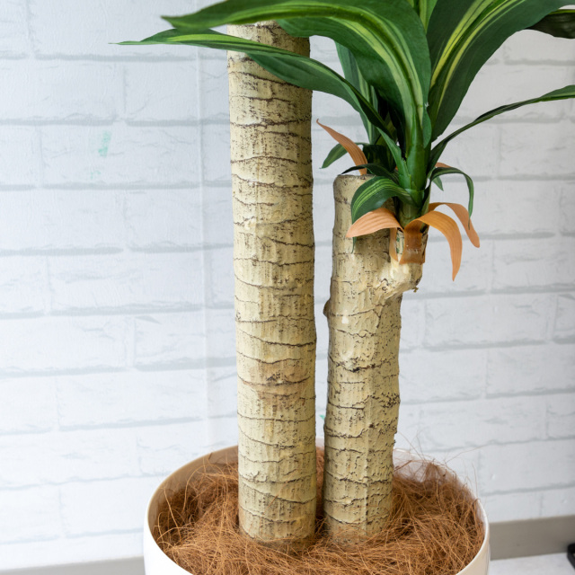 人工 観葉植物 フェイク グリーン マッサン(幸福の木) H約125cm 店舗