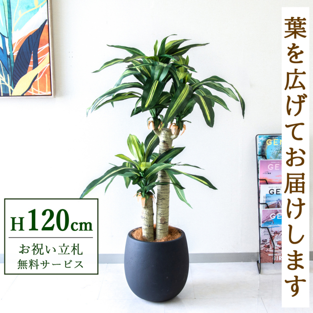 【すぐ飾れる】 フェイクグリーン 幸福の木 ドラセナ マッサンゲアナ 120cm  鉢付き / 法人・開店祝い 店舗・オフィス装飾 空間演出 立札無料・造花/PG016-BAL30BK