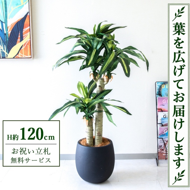 【すぐ飾れる】 フェイクグリーン 幸福の木 ドラセナ マッサンゲアナ H約120cm 鉢付き / 法人・開店祝い 店舗・オフィス装飾 空間演出 立札無料・造花/PG016-BAL30BK