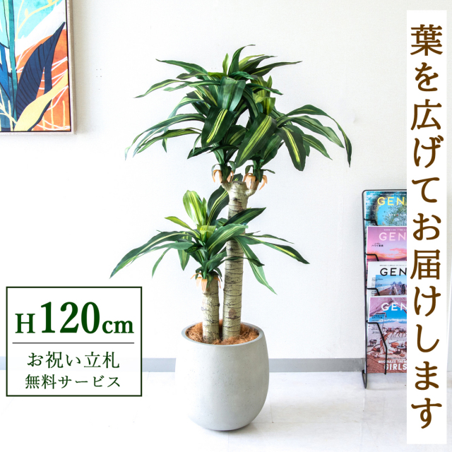 【すぐ飾れる】 フェイクグリーン 幸福の木 ドラセナ マッサンゲアナ 120cm  鉢付き / 法人・開店祝い 店舗・オフィス装飾 空間演出 立札無料・造花/PG016-BAL30IV