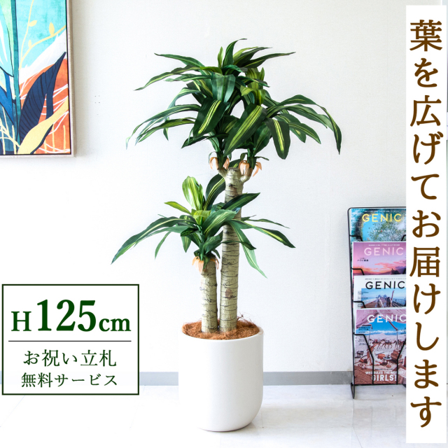 【すぐ飾れる】 フェイクグリーン 幸福の木 ドラセナ マッサンゲアナ 125cm  鉢付き / 法人・開店祝い 店舗・オフィス装飾 空間演出 立札無料・造花/PG016-CHC29IV