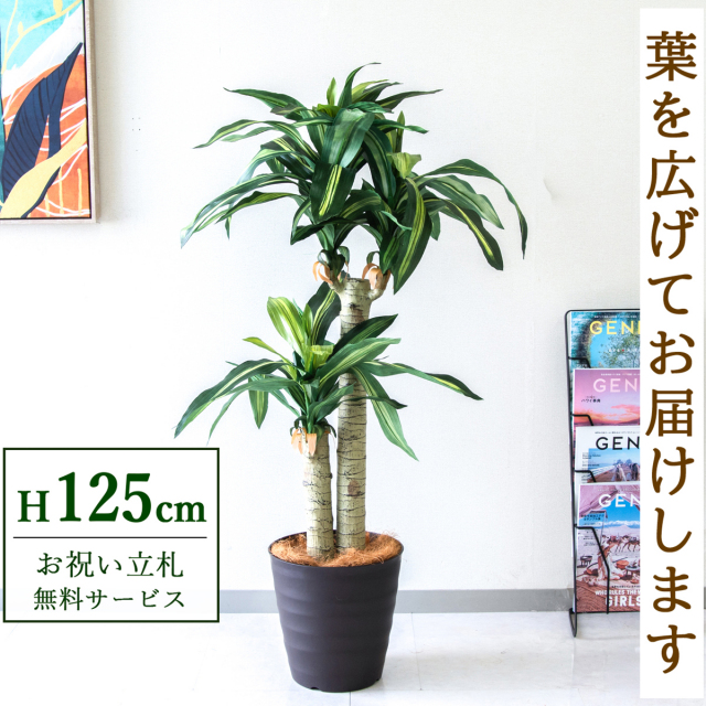 【すぐ飾れる】 フェイクグリーン 幸福の木 ドラセナ マッサンゲアナ 125cm  鉢付き / 法人・開店祝い 店舗・オフィス装飾 空間演出 立札無料・造花/PG016-M27DB