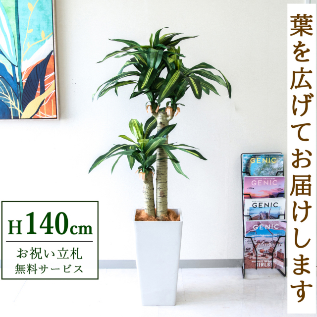 【すぐ飾れる】 フェイクグリーン 幸福の木 ドラセナ マッサンゲアナ 140cm  鉢付き / 法人・開店祝い 店舗・オフィス装飾 空間演出 立札無料・造花/PG016-Q25WH