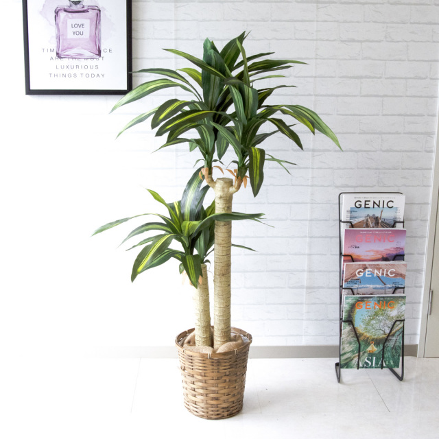 人工 観葉植物 フェイク グリーン マッサン(幸福の木) H約125cm 店舗  