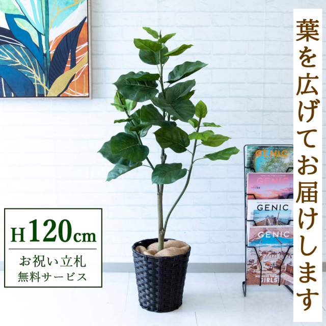 【すぐ飾れる】 フェイクグリーン フィカス ウンベラータ 120cm 鉢付き / 法人・開店祝い 店舗・オフィス装飾 空間演出 立札無料・造花/PG077-MEL26DB