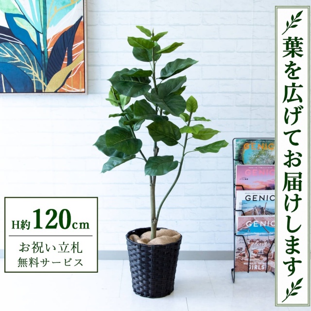 【すぐ飾れる】 フェイクグリーン フィカス ウンベラータ H約120cm 鉢付き / 法人・開店祝い 店舗・オフィス装飾 空間演出 立札無料・造花/PG077-MEL26DB