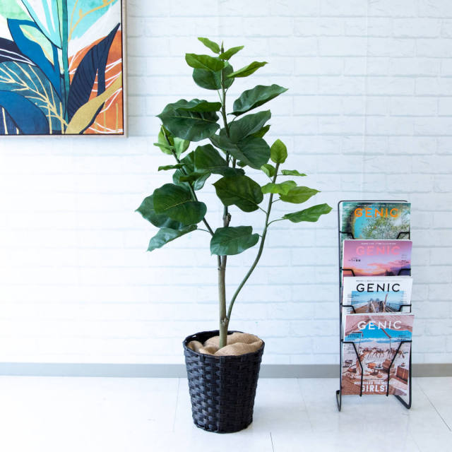 観葉植物（ウンベラータ）120cm ②