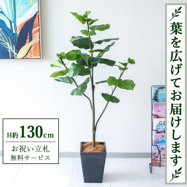 【すぐ飾れる】 フェイクグリーン フィカス ウンベラータ H約130cm 鉢付き / 法人・開店祝い 店舗・オフィス装飾 空間演出 立札無料・造花/PG077-Q20BK