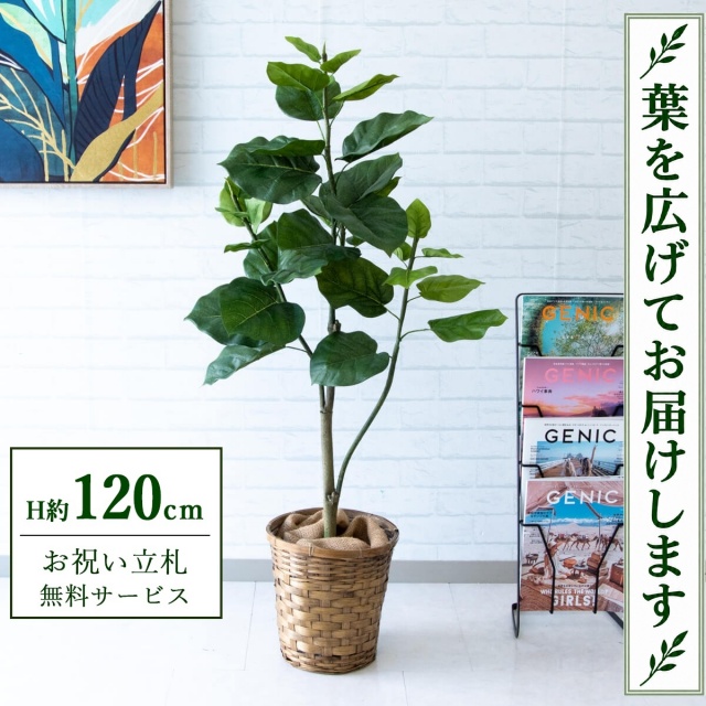 【すぐ飾れる】 フェイクグリーン フィカス ウンベラータ H約120cm 鉢付き / 法人・開店祝い 店舗・オフィス装飾 空間演出 立札無料・造花/PG077-S24