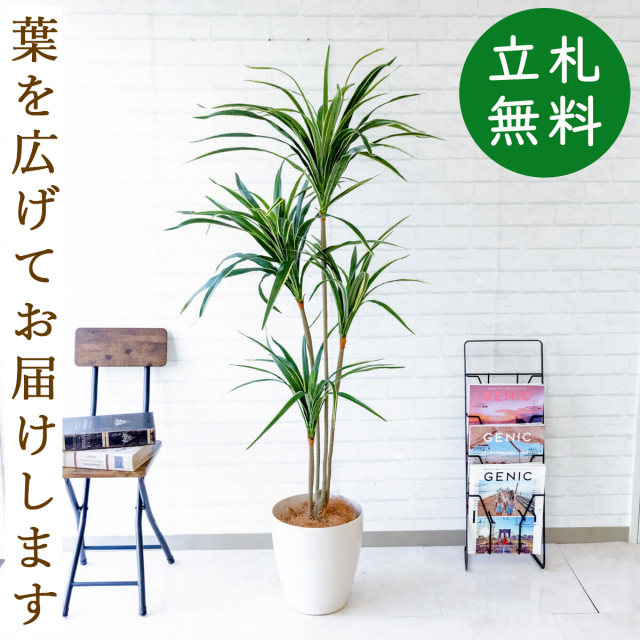フェイクグリーン ユッカ H約155cm 鉢付き / 観葉植物 フェイク 人工観葉植物 造花 店舗 装飾 開店 開業 移転 祝い ギフト プレゼント おしゃれ 住宅展示場 モデルハウス オフィス 立札無料 PG079-A265WH