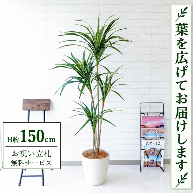 【すぐ飾れる】 フェイクグリーン ユッカ H約150cm 鉢付き / 法人・開店祝い 店舗・オフィス装飾 空間演出 立札無料・造花/PG079-A265WH