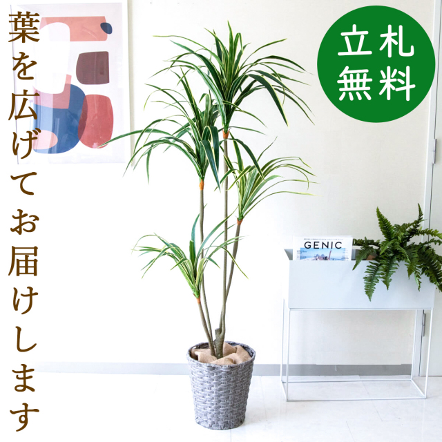 フェイクグリーン ユッカ H約155cm 鉢付き / 観葉植物 フェイク 人工観葉植物 造花 店舗 装飾 開店 開業 移転 祝い ギフト プレゼント おしゃれ 住宅展示場 モデルハウス オフィス 立札無料 PG079-MEL26GY