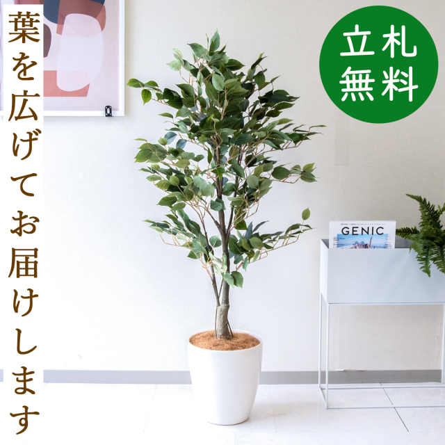 フェイクグリーン フィカス ベンジャミン H約135cm 鉢付き / 観葉植物 フェイク 人工観葉植物 造花 店舗 装飾 開店 開業 移転 祝い ギフト プレゼント おしゃれ 住宅展示場 モデルハウス オフィス 立札無料 PG080-A265WH